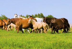 Allele Biotecnologia trabalhando em parceria com a ABQM visando a rastreabilidade de laudos laboratoriais