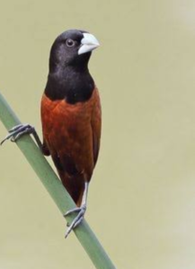 Praia Grande Clássico