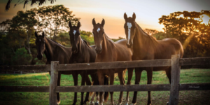 Parceria-entre-Allele-e-ABCCMM-permite-agilidade-em-exames-aos-associados