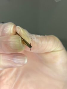 Saiba quais são os cuidados na coleta de material para exames de ovinos