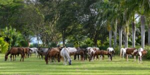 Mangalarga Marchador